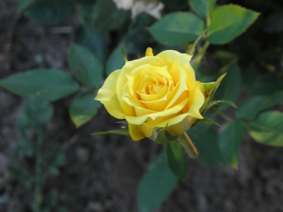 Mom's Favorite flower was a yellow rose.