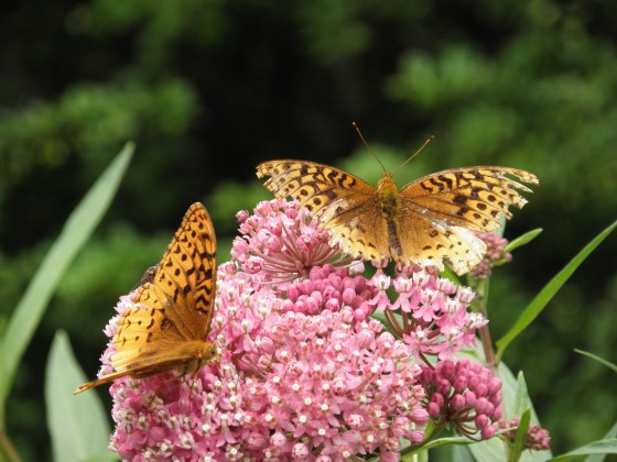 I think they found each other in my garden!!!