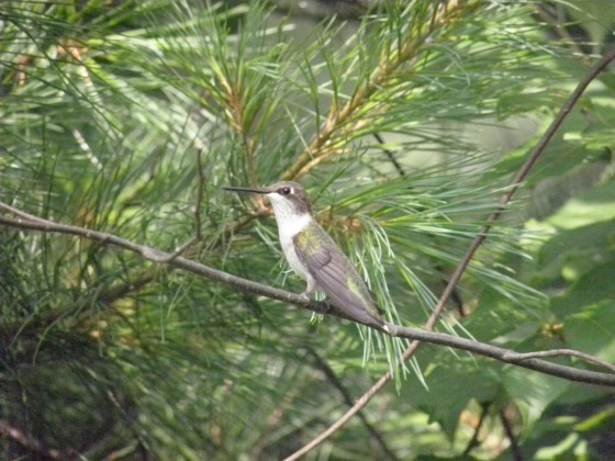 OLYMPUS DIGITAL CAMERA